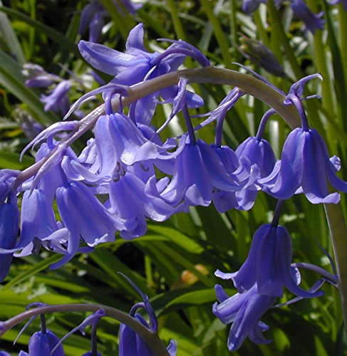 Glockenblaustern Blue Queen - Hyacinthoides hispanica - Gartenpflanze von Baumschule