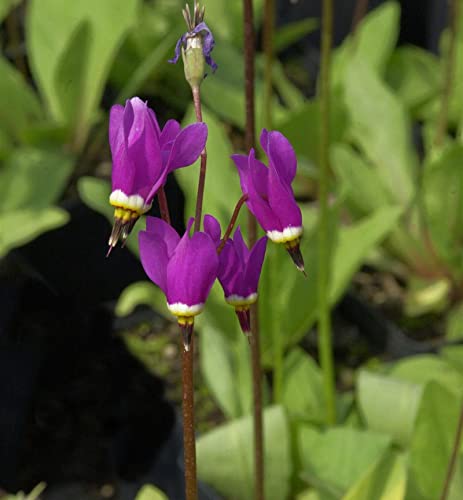 Götterblume Red Wings - Dodecatheon pulchellum - Gartenpflanze von Baumschule