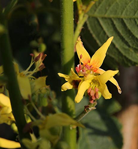 Goldblasenbaum Fastigiata 125-150cm - Koelreuteria paniculata von Baumschule