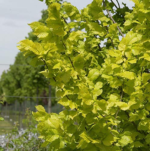 Goldulme 125-150cm - Ulmus carpinfolia - Gartenpflanze von Baumschule