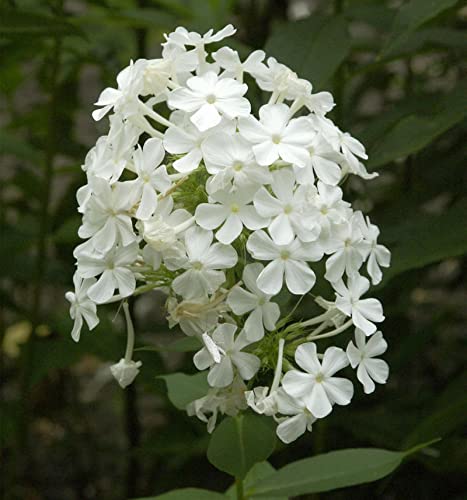 Großblättrige Flammenblume Weiße Wolke - Phlox amplifolia - Gartenpflanze von Baumschule
