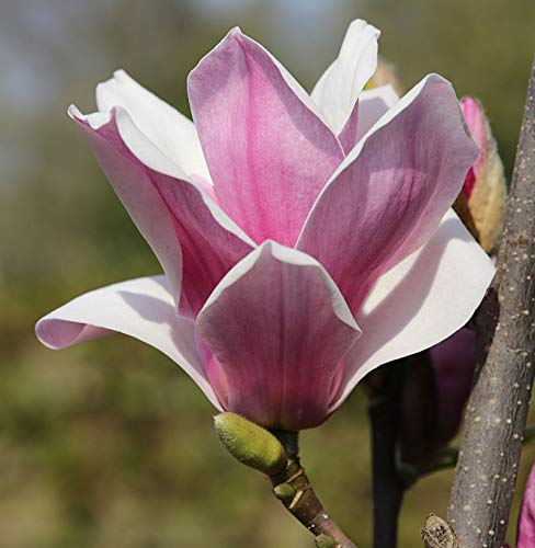 Großblütige Säulen Magnolie Satisfaction 30-40cm - Magnolia - Gartenpflanze von Baumschule