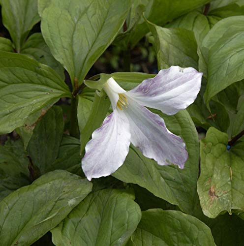 Großblütige Waldlilie - Trillium grandiflorum - Gartenpflanze von Baumschule