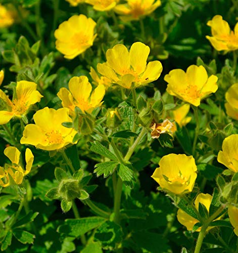 Großblütiges Fingerkraut - Potentilla megalantha - Gartenpflanze von Baumschule