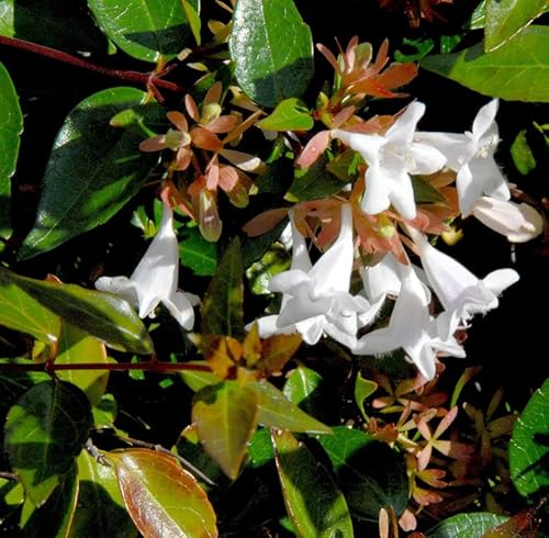 Großblumige Abelie 60-80cm - Abelia grandiflora - Gartenpflanze von Baumschule