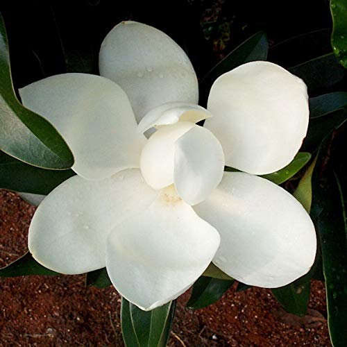 Großblumige Magnolie Alta 100-125cm - Magnolia grandiflora von Baumschule