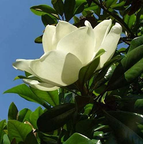 Großblumige Magnolie Little Gem 80-100cm - Magnolia grandiflora - Gartenpflanze von Baumschule