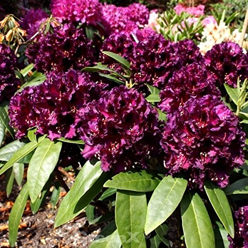 Großblumige Rhododendron Dramatic Dark 30-40cm - Alpenrose von Baumschule