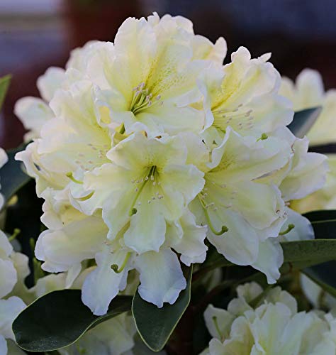 Großblumige Rhododendron Dufthecke Gelb® 30-40cm - Alpenrose von Baumschule