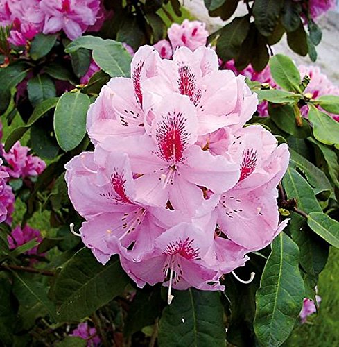 Großblumige Rhododendron Furnivall s Daughter 40-50cm - Alpenrose von Baumschule