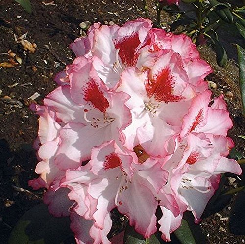 Großblumige Rhododendron Hachmanns Charmants 30-40cm - Alpenrose - Gartenpflanze von Baumschule