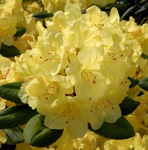 Großblumige Rhododendron Junigold 30-40cm - Alpenrose von Baumschule