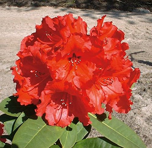 Großblumige Rhododendron Red Jack 30-40cm - Alpenrose - Gartenpflanze von Baumschule