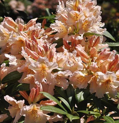 Großblumige Rhododendron Sun Glory 30-40cm - Alpenrose von Baumschule