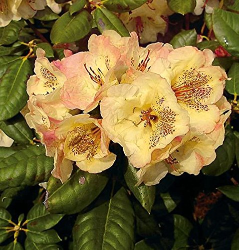 Großblumige Rhododendron Viscy 30-40cm - Alpenrose - Gartenpflanze von Baumschule