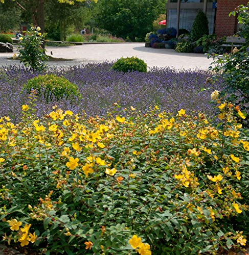 Großblumiges Johanniskraut Hidcote Gold 20-30cm - Hypericum - Gartenpflanze von Baumschule