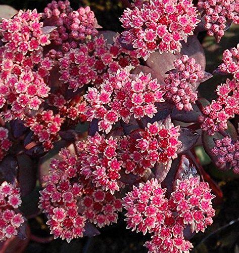 Große Fetthenne Karfunkelstein - Sedum maximum - Gartenpflanze von Baumschule