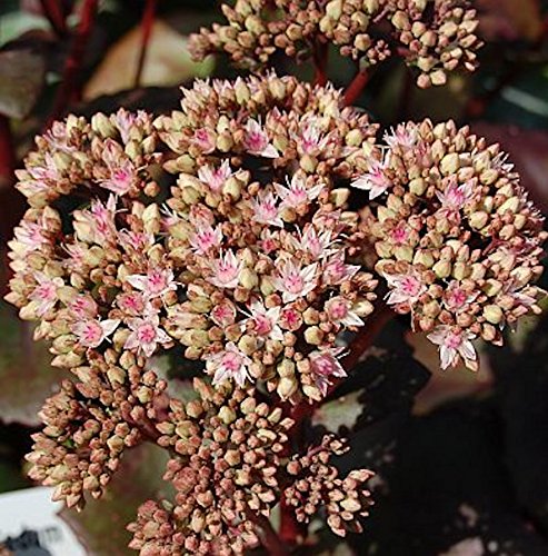 Große Fetthenne Matrona - Sedum maximum - Gartenpflanze von Baumschule