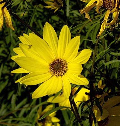 Große Weidenblättrige Sonnenblume - Helianthus orgyalis - Gartenpflanze von Baumschule