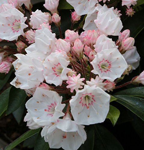 Großer Berglorbeer Elf 15-20cm - Kalmia latifolia - Gartenpflanze von Baumschule