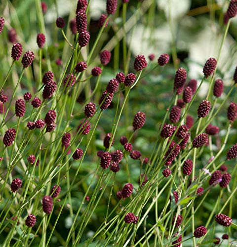 Großer Wiesenknopf - Sanguisorba officinalis - Gartenpflanze von Baumschule