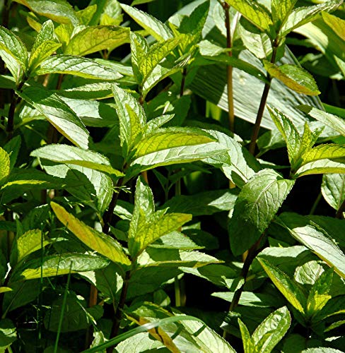 Grüne Minze Black Spearmint - Mentha spicata - Gartenpflanze von Baumschule