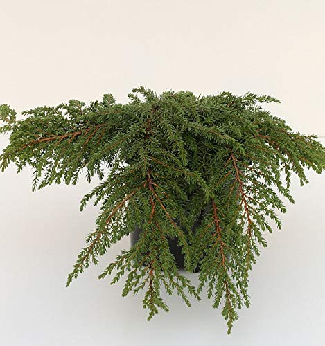 Grüner Kriechwacholder Green Carpet 15-20cm - Juniperus communis - Gartenpflanze von Baumschule