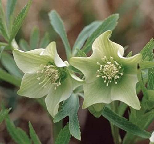 Grüner Nieswurz - Helleborus viridis - Gartenpflanze von Baumschule