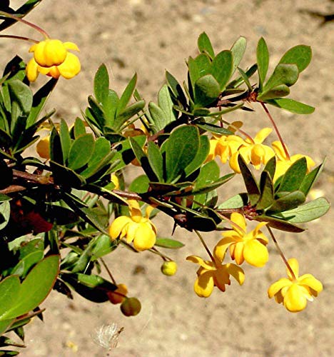 Grüner Polster Berberitze 15-20cm - Berberis buxifolia Nana von Baumschule