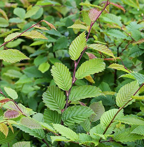 Hainbuche Weißbuche 40-60cm - Carpinus betulus - Gartenpflanze von Baumschule