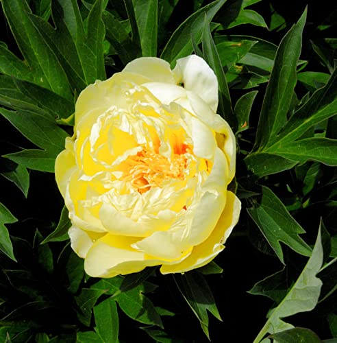 Halbstrauchige Pfingstrose Bartzella - Paeonia itoh - Gartenpflanze von Baumschule