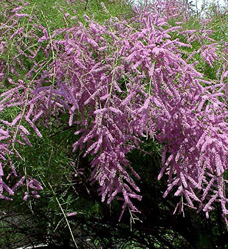 Heide-Tamariske Pink Cascade 60-80cm - Tamarix ramosissima - Gartenpflanze von Baumschule