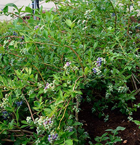 Heidelbeere Elizabeth 30-40cm - Vaccinium corymbosum - Gartenpflanze von Baumschule