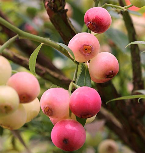 Heidelbeere Pink Lemonade 30-40cm - Vaccinium corymbosum - Gartenpflanze von Baumschule