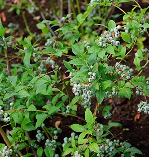 Heidelbeere Puru 40-60cm - Vaccinium corymbosum - Gartenpflanze von Baumschule