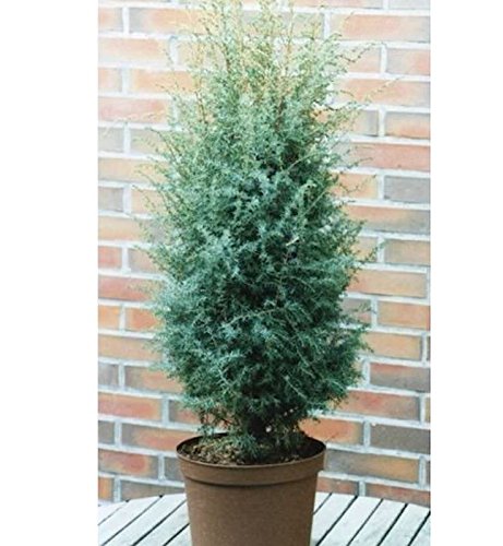Heidewacholder Excelsa 80-100cm - Juniperus communis - Gartenpflanze von Baumschule