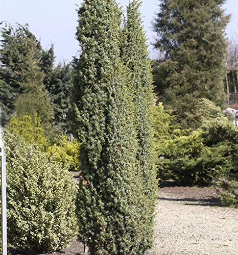 Heidewacholder Meyer 80-100cm - Juniperus communis - Gartenpflanze von Baumschule