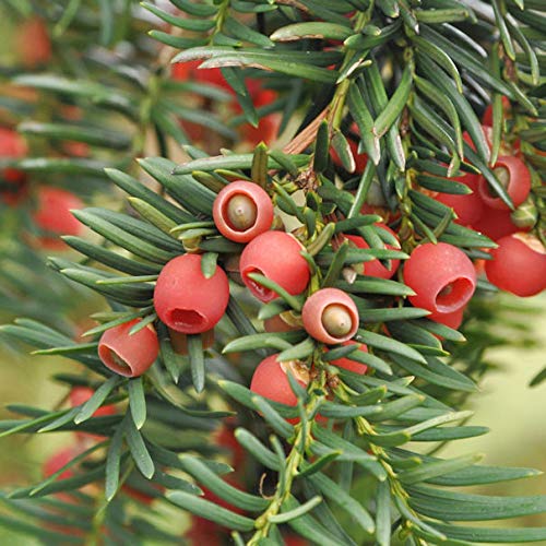 Heimische Eibe Gewöhnliche Eibe 125-150cm - Taxus baccata - Gartenpflanze von Baumschule