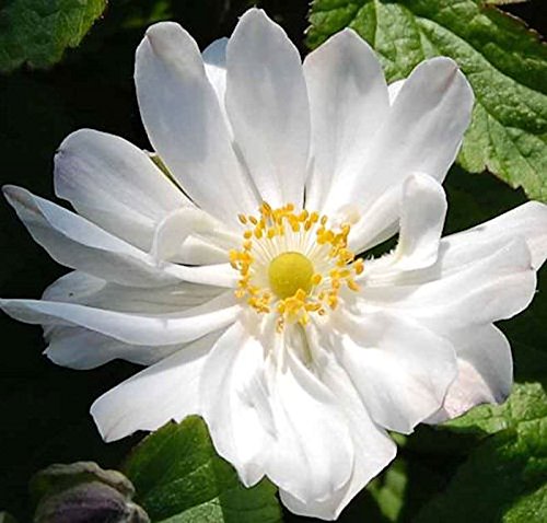 Herbstanemone Andrea Atkinson - Anemone japonica - Gartenpflanze von Baumschule