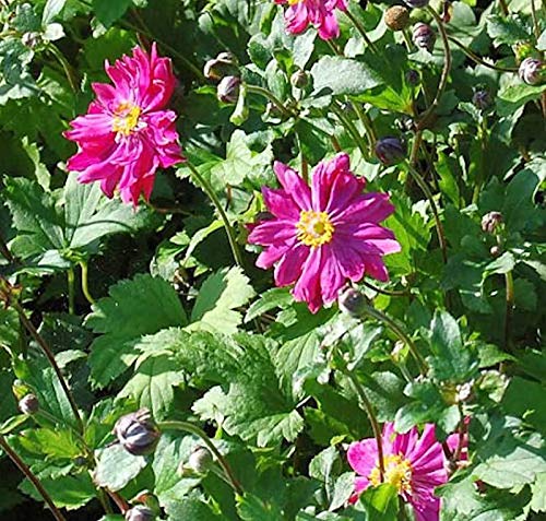 Herbstanemone Bressingham Glow - großer Topf - Anemone japonica - Gartenpflanze von Baumschule