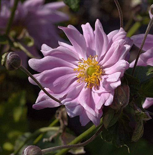 Herbstanemone Monte Rose - großer Topf - Anemone japonica - Gartenpflanze von Baumschule