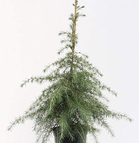 Himalaya Zeder 125-150cm - Cedrus deodara - Gartenpflanze von Baumschule