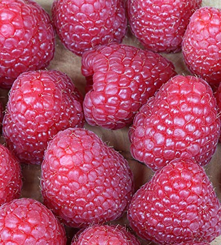 Himbeere Meeker - Rubus idaeus - Gartenpflanze von Baumschule