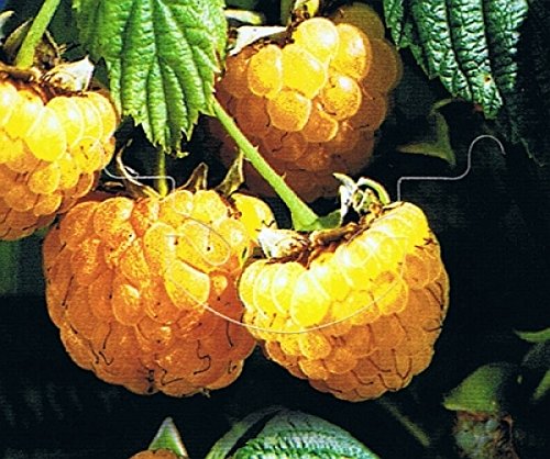 Himbeere - Rubus idaeus - Fallgold - süße Sommerhimbeere, zweimal tragend von Baumschule