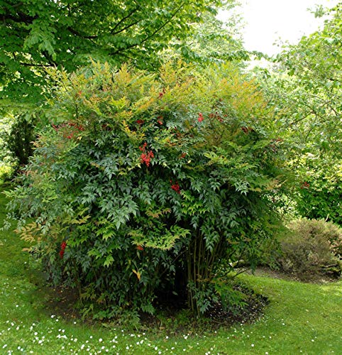 Himmelsbambus 60-80cm - Nandina domestica - Gartenpflanze von Baumschule