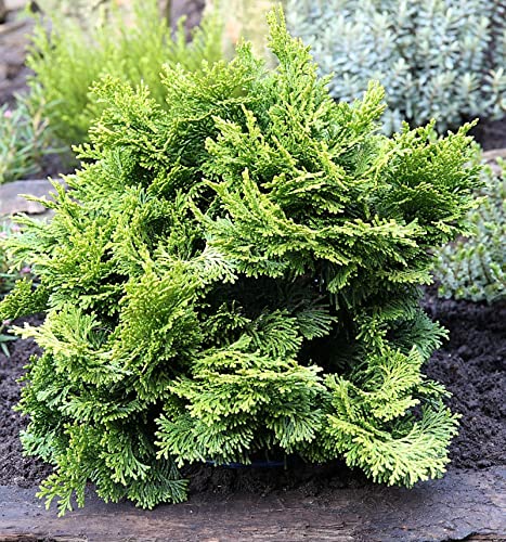Hinoki Scheinzypresse 25-30cm - Chamaecyparis obtusa - Gartenpflanze von Baumschule
