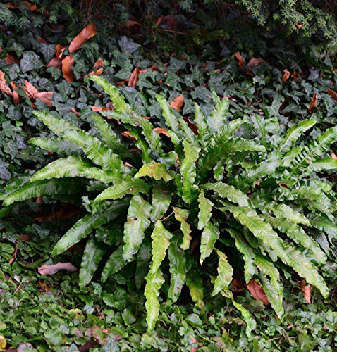 Hirschzungenfarn - großer Topf - Phyllitis scolopendrium - Gartenpflanze von Baumschule