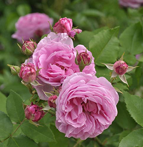 Historische Rose Louise Odier 30-60cm - Gartenpflanze von Baumschule