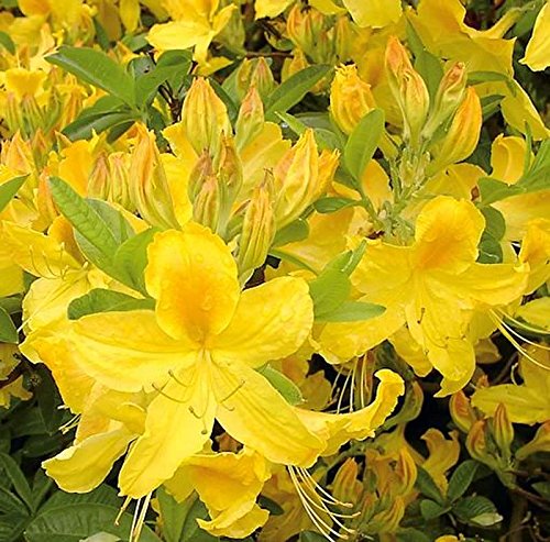 Hochstamm Azalee Goldtopas 60-80cm - Rhododendron luteum - Alpenrose Hochstamm Azalee Goldtopas 60-80cm - Rhododendron luteum - Alpenrose von Baumschule