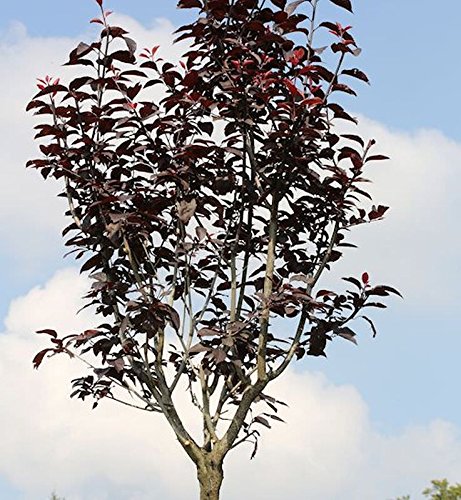 Hochstamm Blutpflaume 100-125cm - Prunus cerasifera - Gartenpflanze von Baumschule